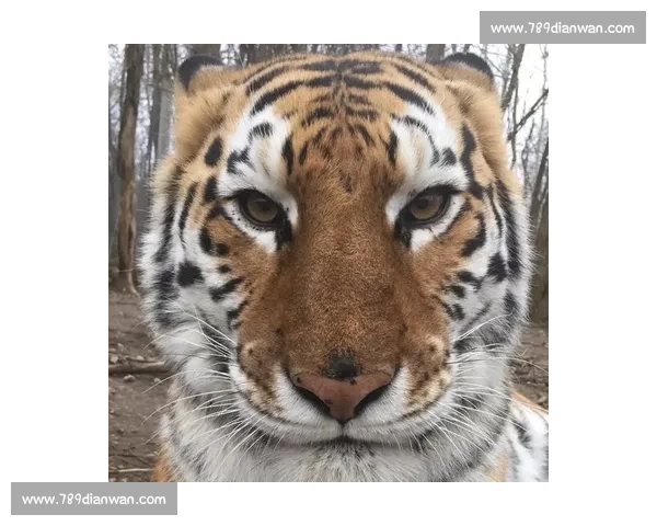 美洲虎与老虎的实力对比 谁才是真正的丛林之王